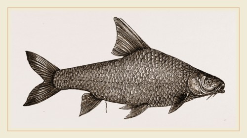 Barbel