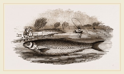 Dace
