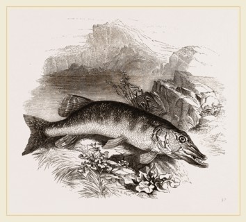 Pike