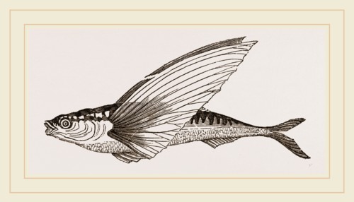Flying-fish