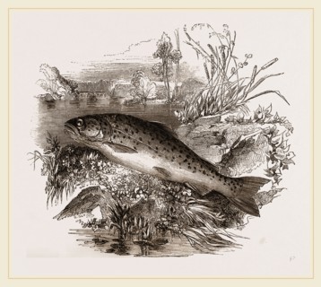 Trout