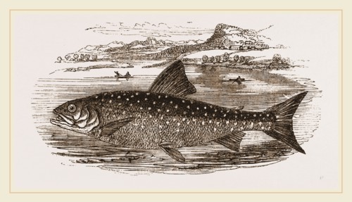 Great Grey Trout