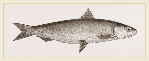 Pilchard