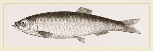 Herring
