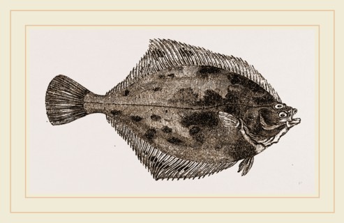 Flounder