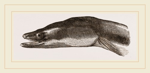 Head of Eel