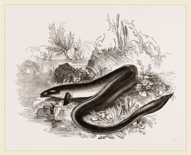 Sharp nosed Eel