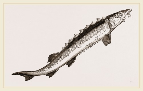 Beluga Sturgeon