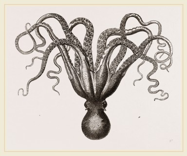 Common Cuttle-fish