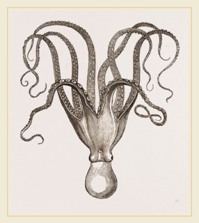 Cuttle-fish