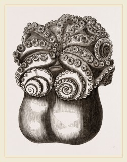 Ventricose Cuttle fish