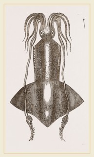 Banks's Onychoteuthis