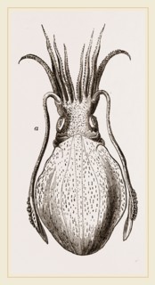 Officinal Cuttle-fish