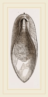 Internal Shell of Cuttle-fish