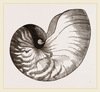 Shell of Pearly Nautilus