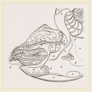 Structure of Nautilus