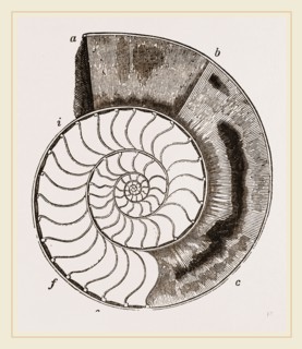 Shell of Ammonite