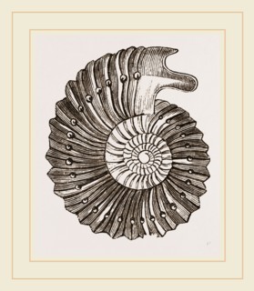 Ammonite