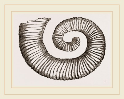 Duval's Crioceratite
