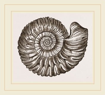 Ammonite Mouth perfect