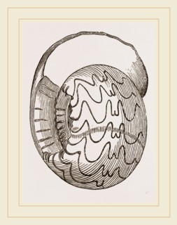 Lister's Goniatite