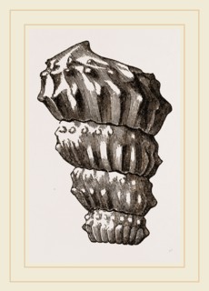 Turrilites costatus imperfect