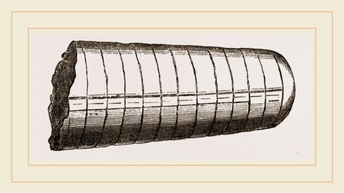 Orthoceras laterale