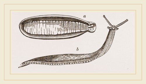 Shielded Slug