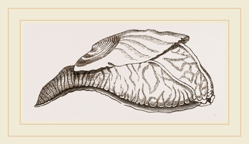 Olivier's Parmacella