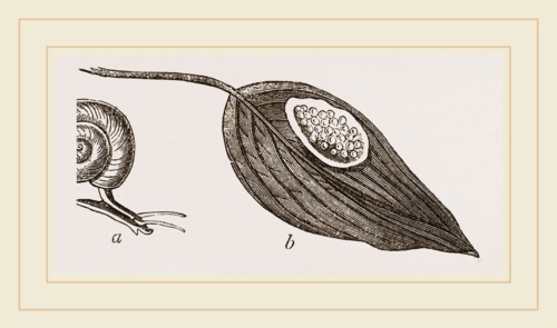 Keeled Planorbis
