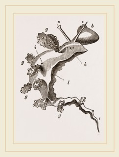 Roseate Melibe