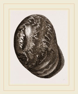 Globose Bulla