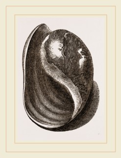 Globose Bulla