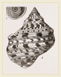 Marbled Turbo