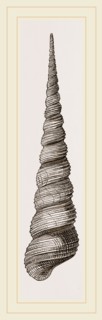 Awl shaped Turritella