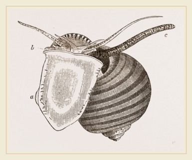 Doubtful Ampullaria