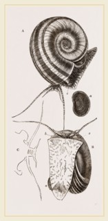 Ram's horn Ampullaria