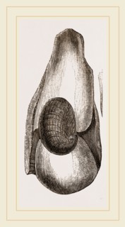 Leach's Cryptosome