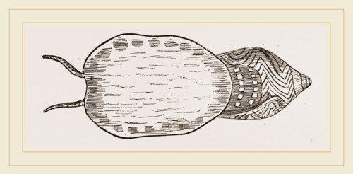 Undulated Volute expanded Foot