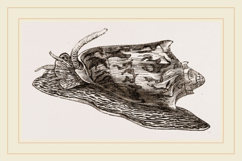 Bat Volute