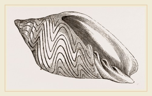 Shell of Undulated Volute