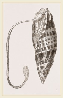 Episcopal Mitre