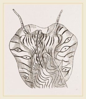 Undulated Volute Anterior Part