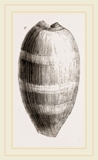 Young Cowry