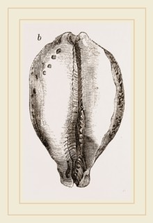 Map Cowry