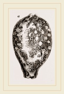 Map Cowry