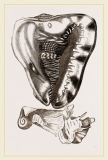 Tuberose Cassis and Mollusk of C. sulcata