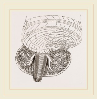 Marsh Cerithium and Animal of C Telescopium