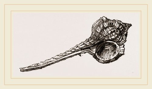 Woodcock's Head