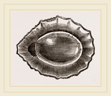 Spoon shaped Limpet